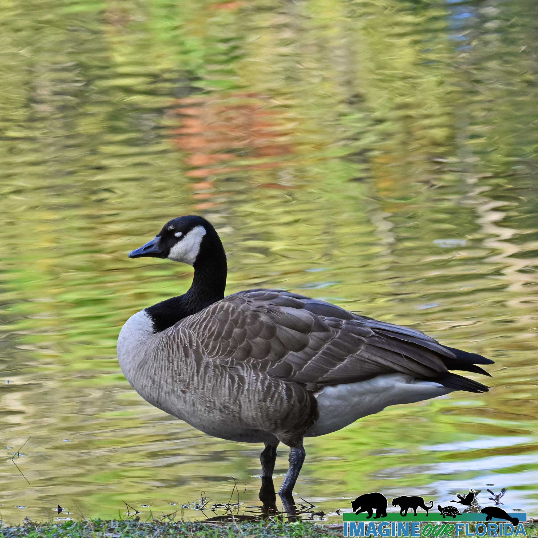 Canada Goose | Imagine Our Florida, Inc