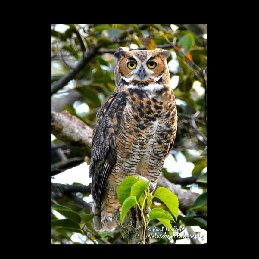 Great Horned Owl