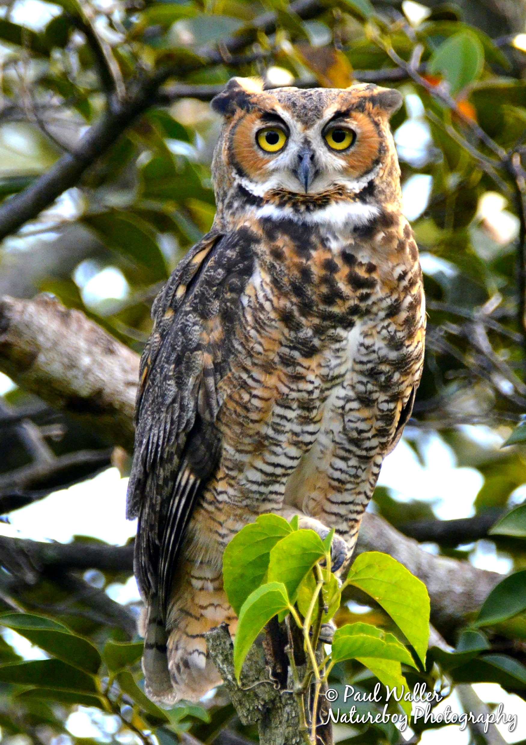 barred owl wingspan