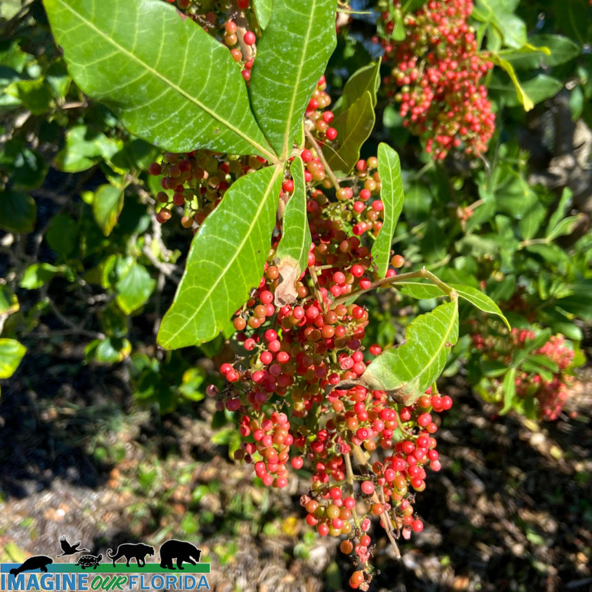 Brazillian Peppertree