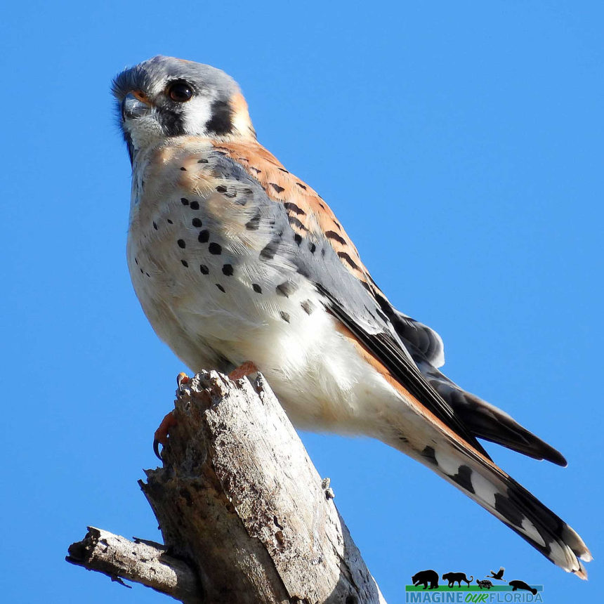 American Kestrel