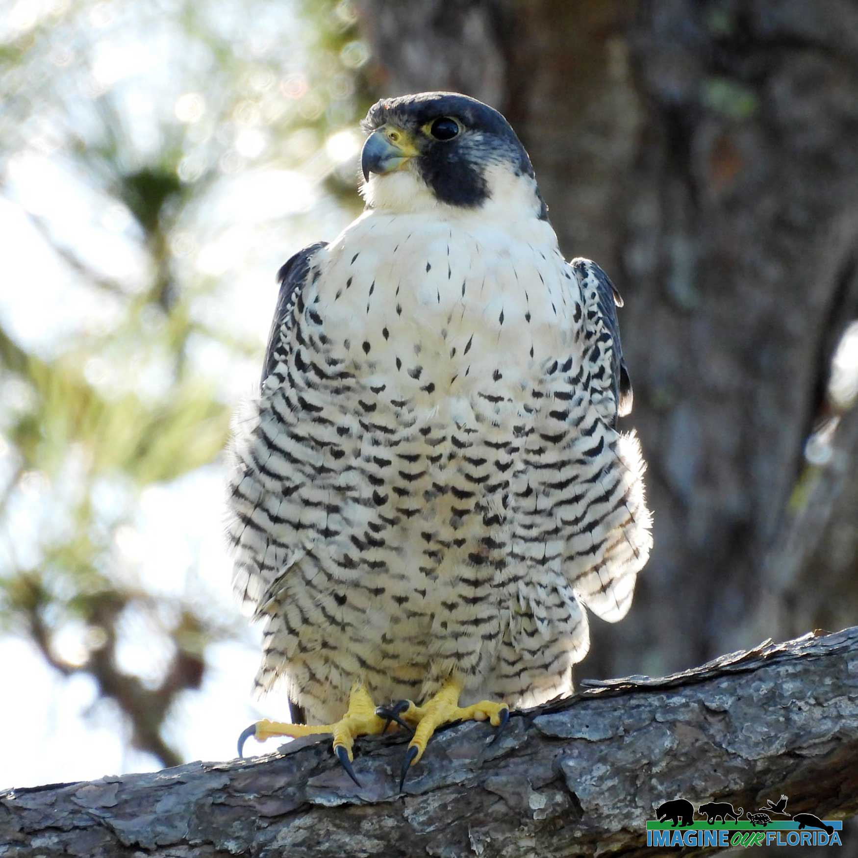 Peregrine Falcon | Imagine Our Florida, Inc