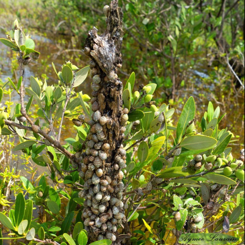 Coffee Bean Snail