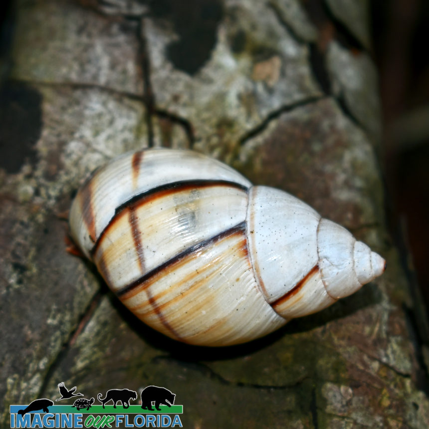 Banded Tree Snail