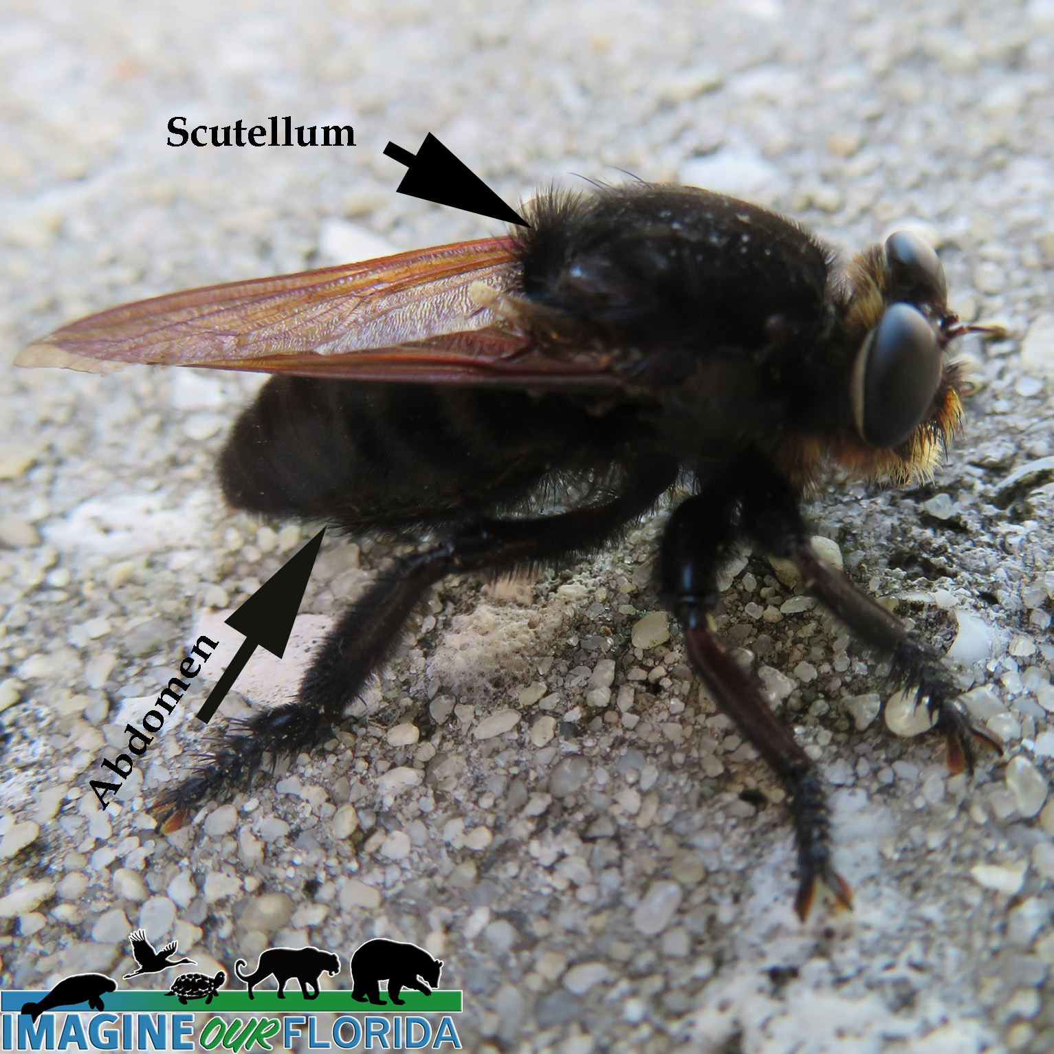 Big Black Bee - Bumblebee vs Carpenter Bee