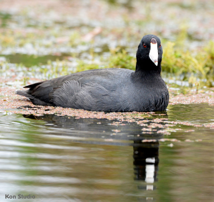 American Coot