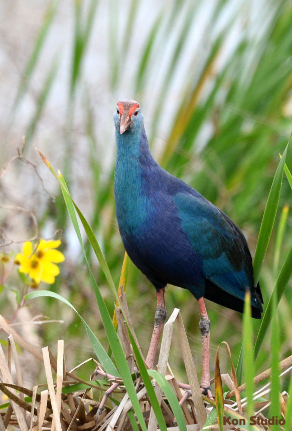 Gray-headed Swamphen