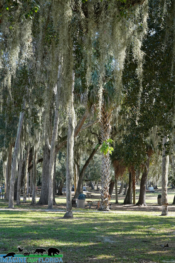 Magnolia Park Imagine Our Florida, Inc