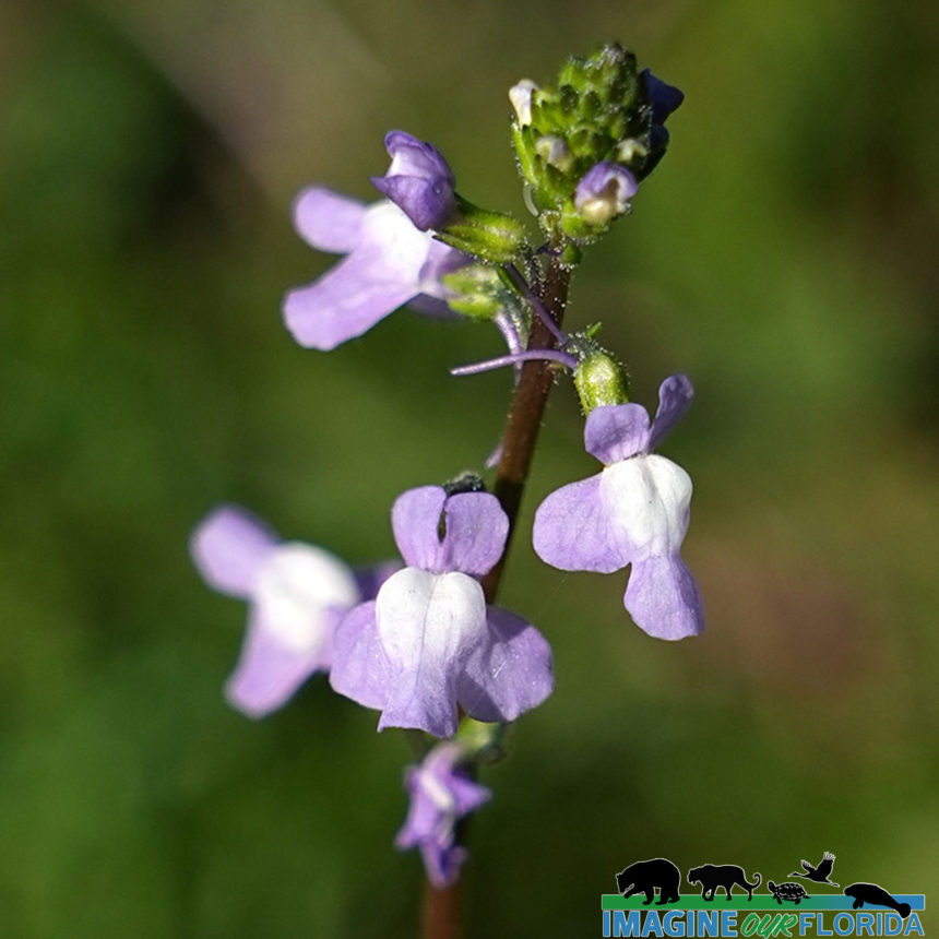 Blue Toadflax