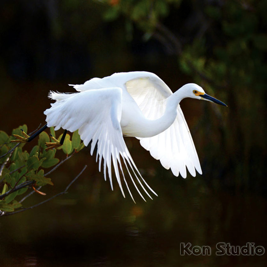 Snowy Egret