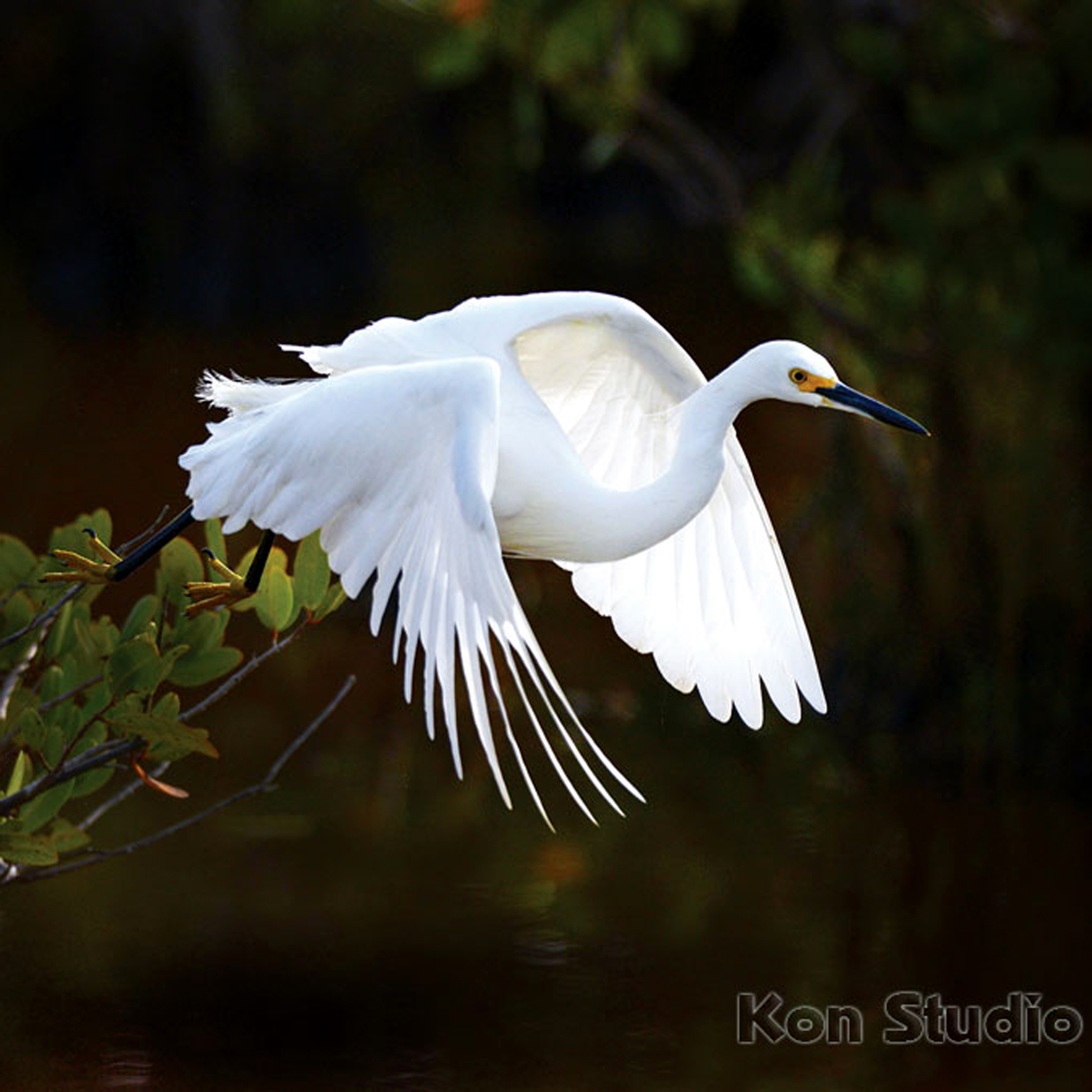 Snowy Egret (Birds of the Alameda Shoreline ) · iNaturalist