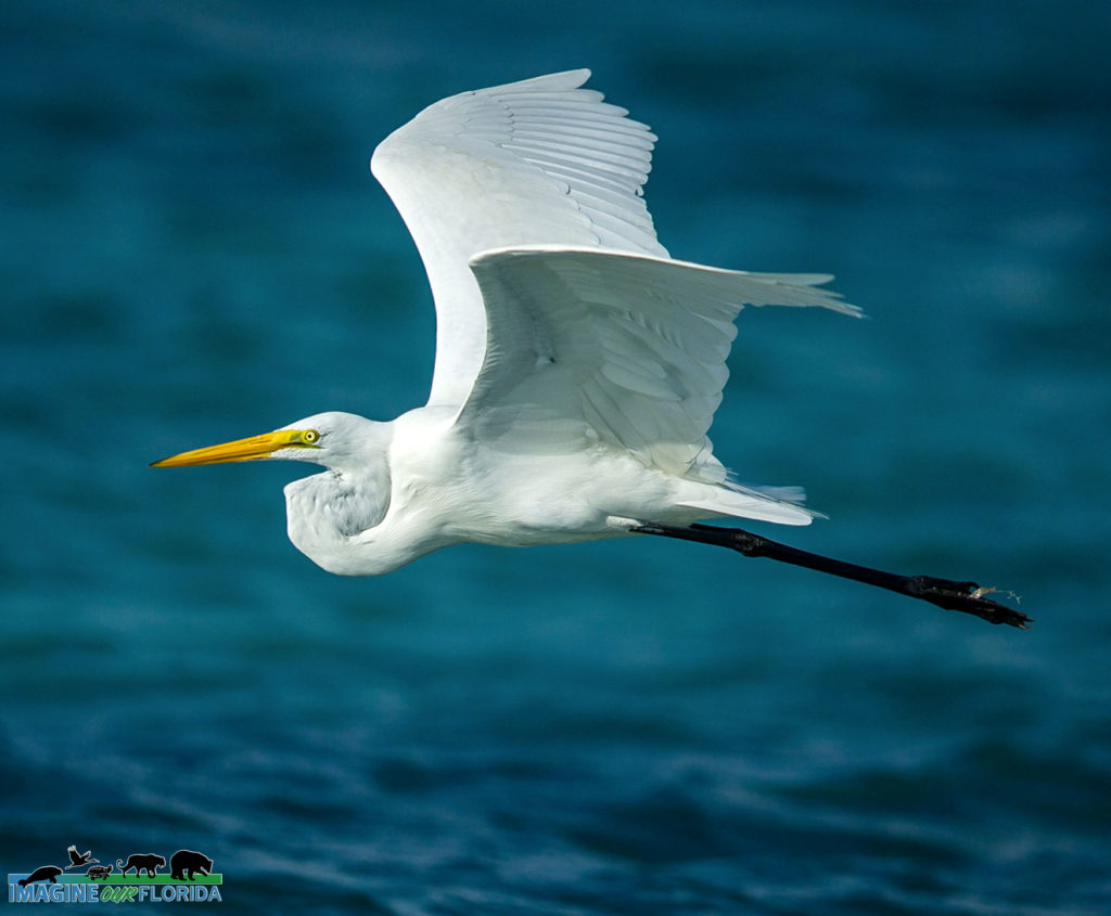 Great Egret