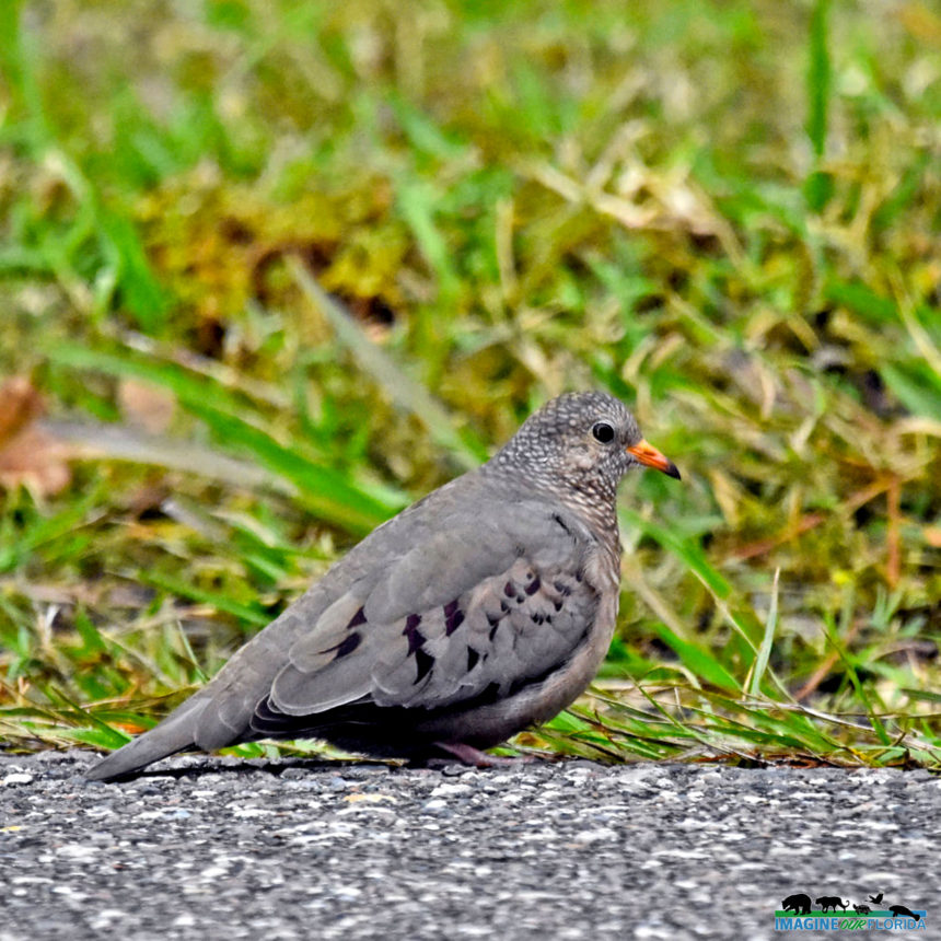 Common Ground Dove