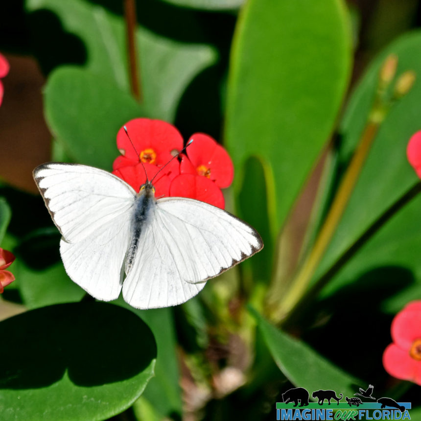 Great Southern White