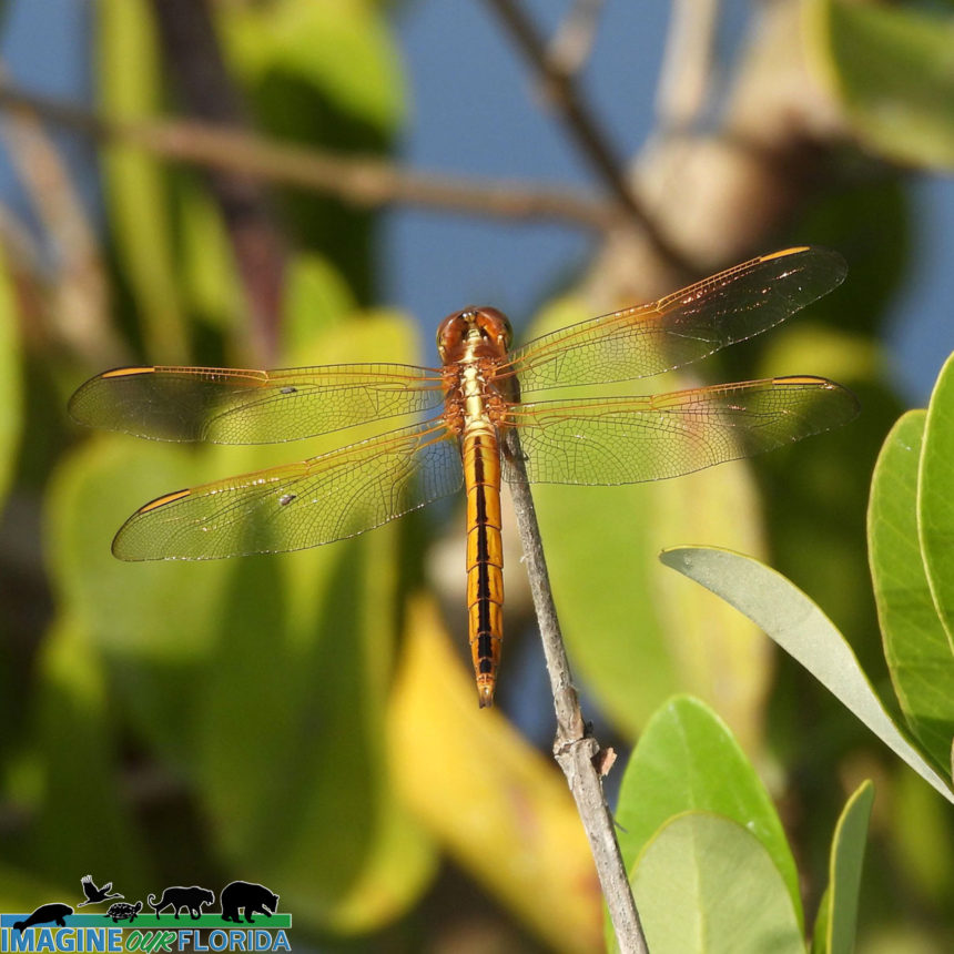 Needham’s Skimmer