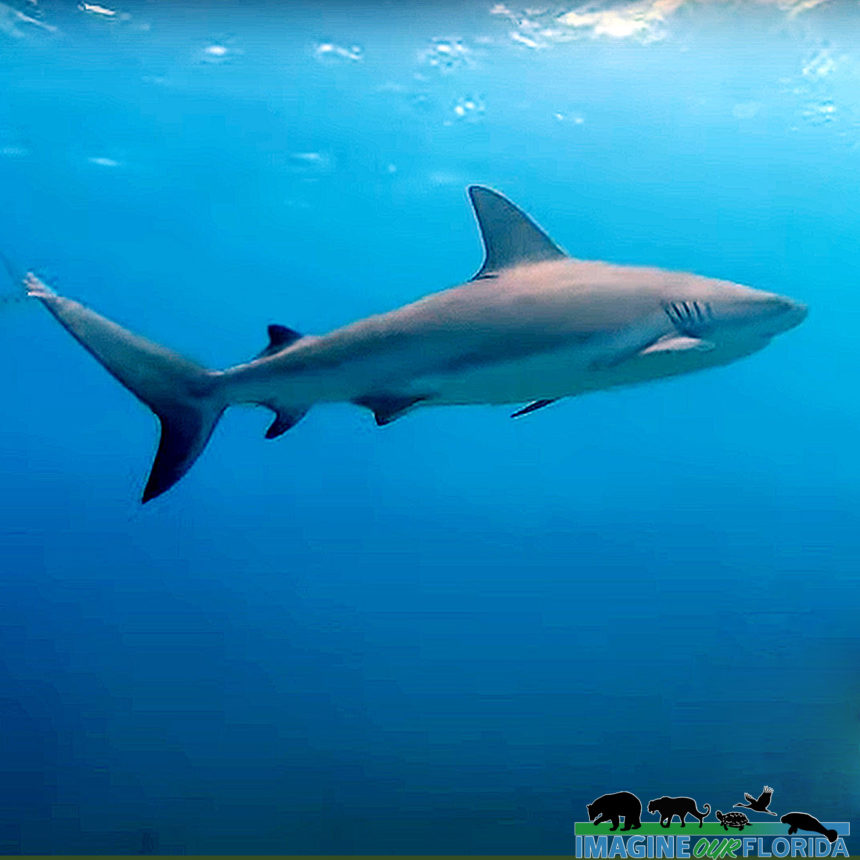 Blacktip Shark