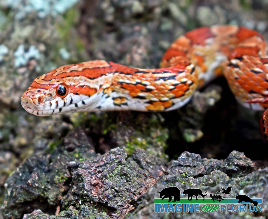 Red Cornsnake