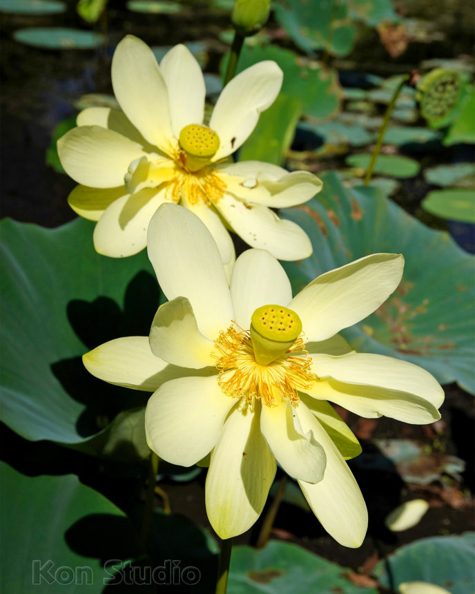 American Lotus