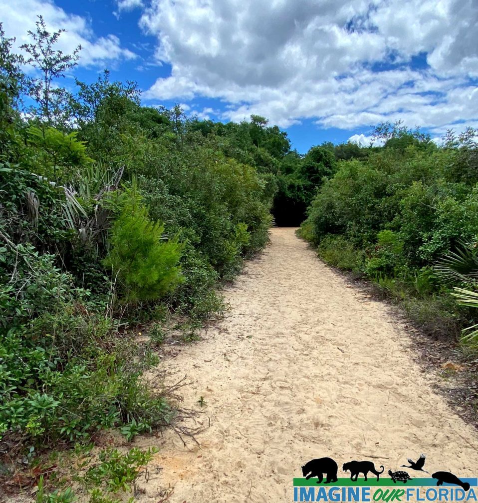 Enchanted Forest Sanctuary Imagine Our Florida Inc Enchanted forest sanctuary imagine our florida inc