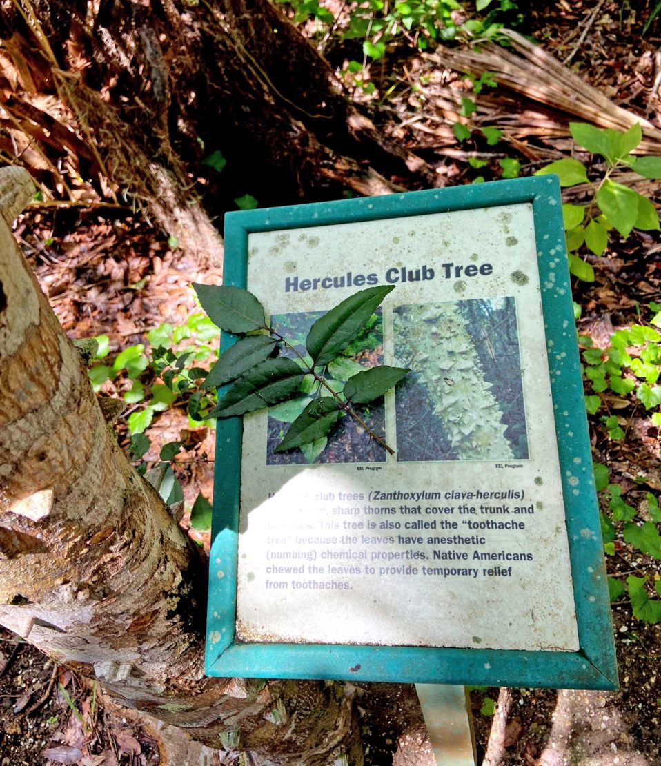 Enchanted Forest Sanctuary Imagine Our Florida Inc Enchanted forest sanctuary imagine our florida inc