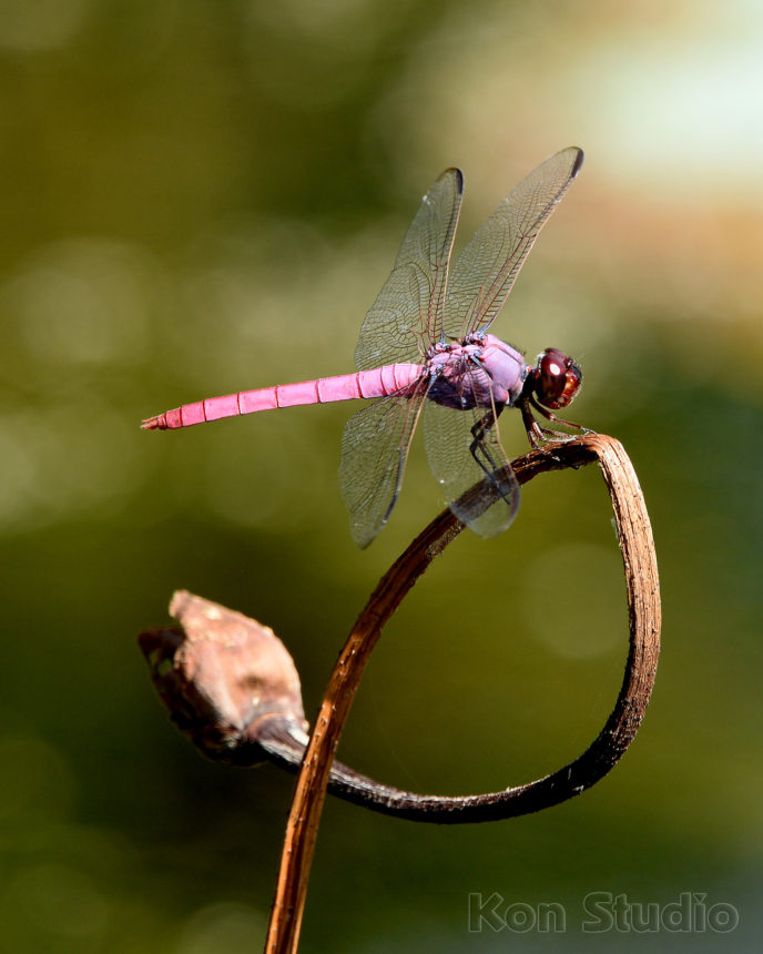 Roseate Skimmer