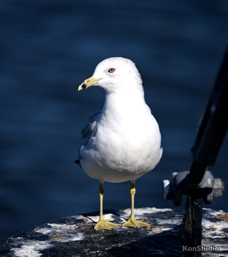 Ring-billed Gull