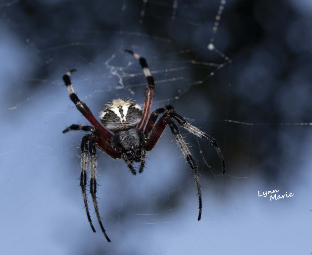 Red-femured Spotted Orbweaver Spider