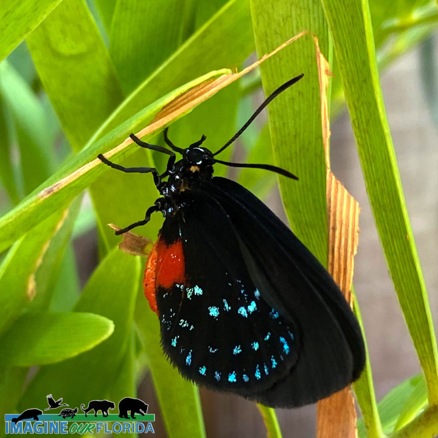 Atala Butterfly
