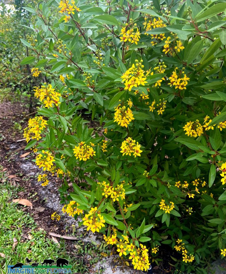 Loxahatchee river battlefield park riverbend park imagine our florida