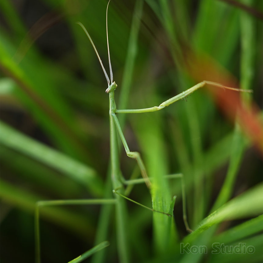 Brunner’s Mantis aka Northern Grass Mantis