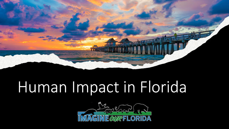 high-school-standards-human-impact-in-florida-lesson-plan