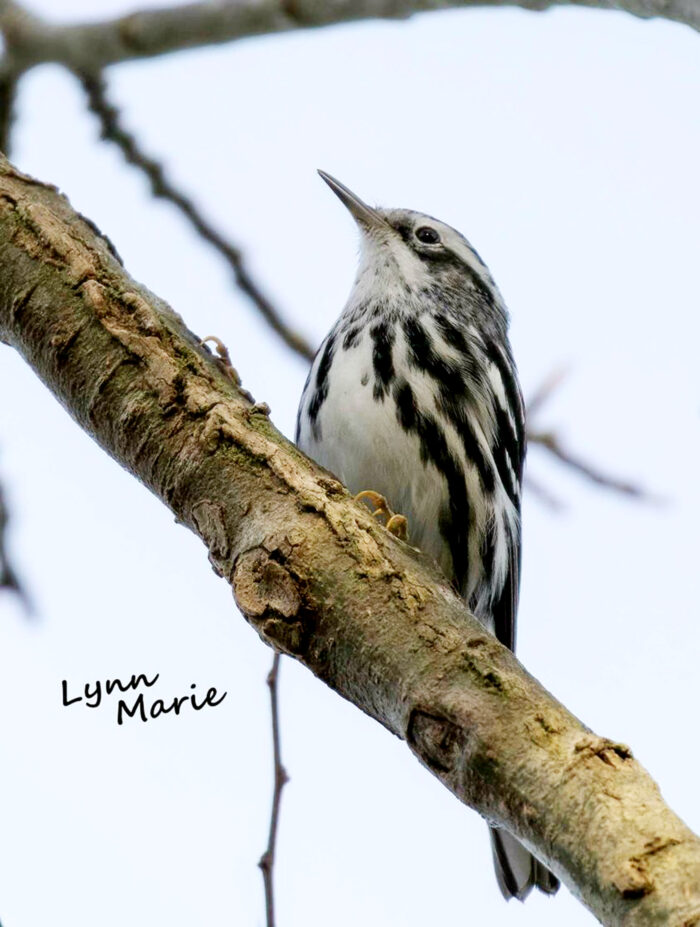 Blackandwhite Warbler Imagine Our Florida, Inc