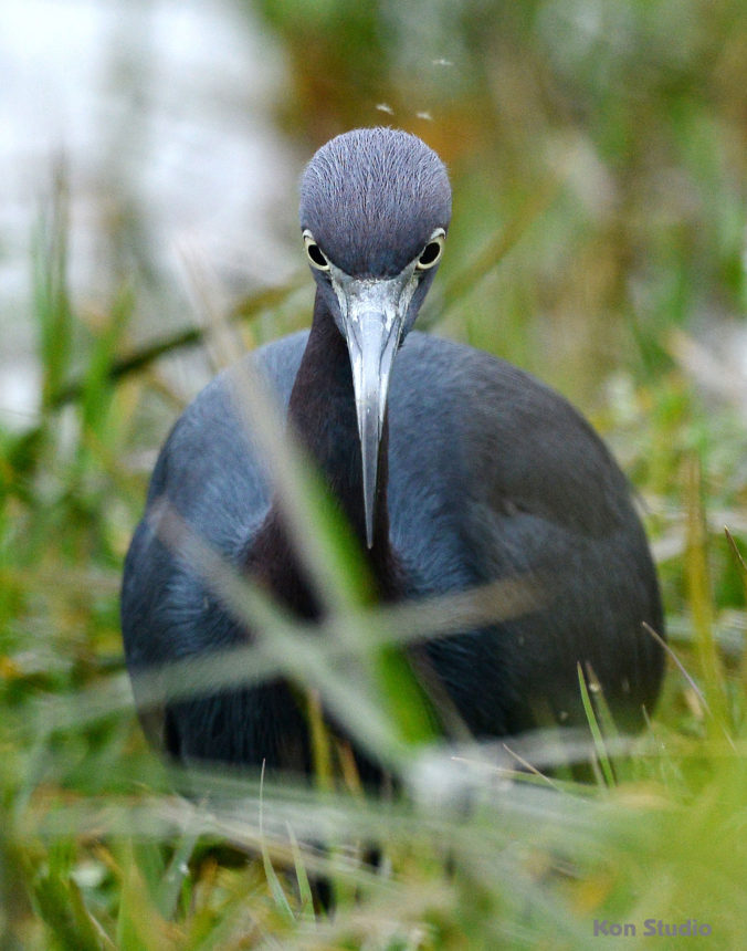 Little Blue Heron