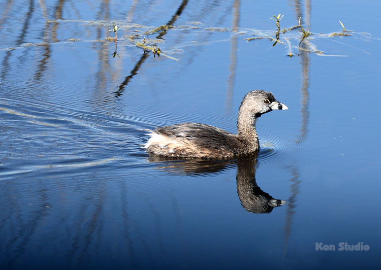 Pied-billed Grebe