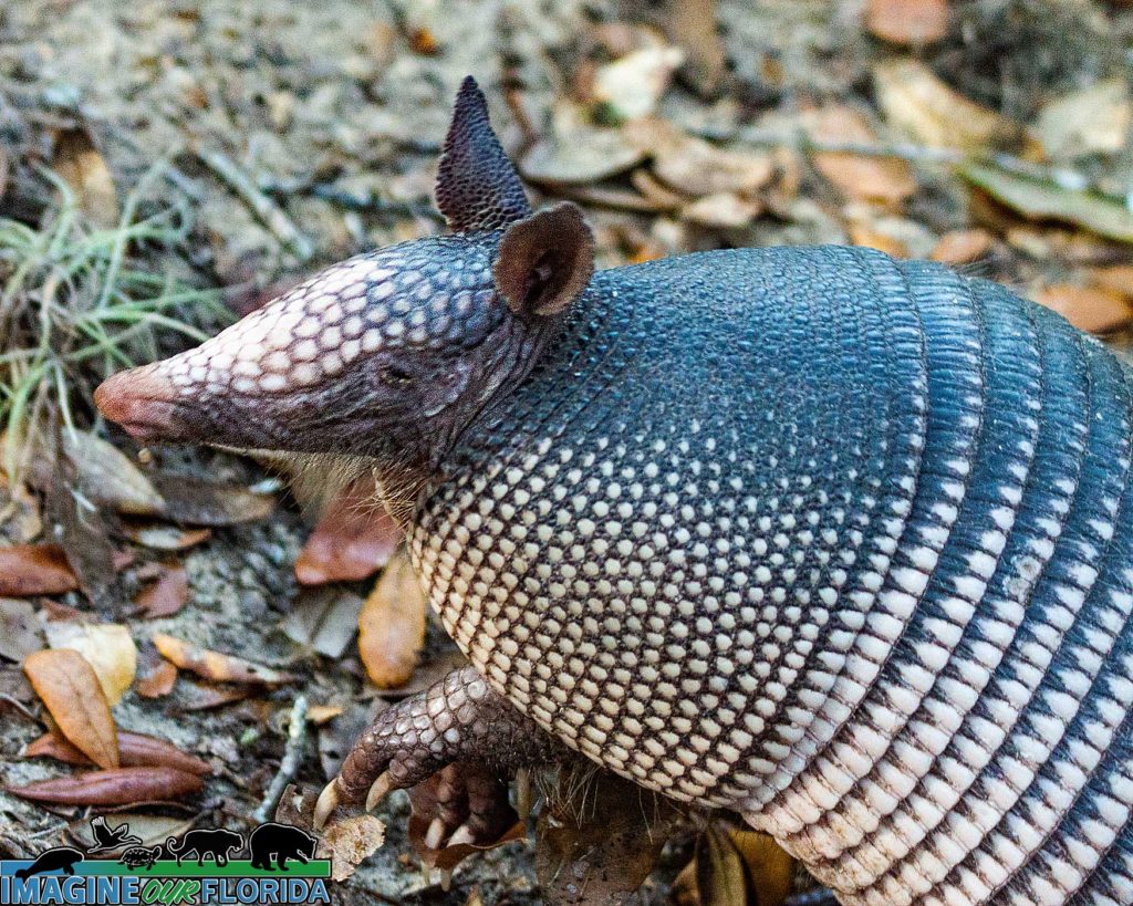 Nine-banded armadillo