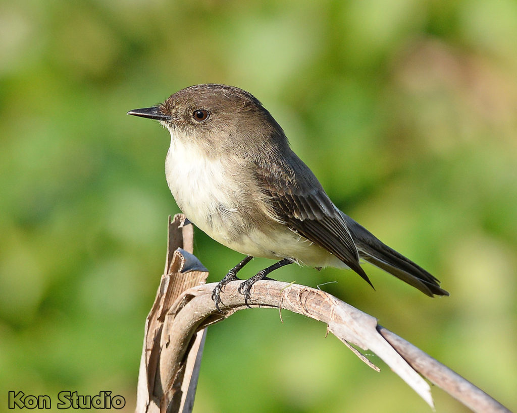 Eastern Phoebe