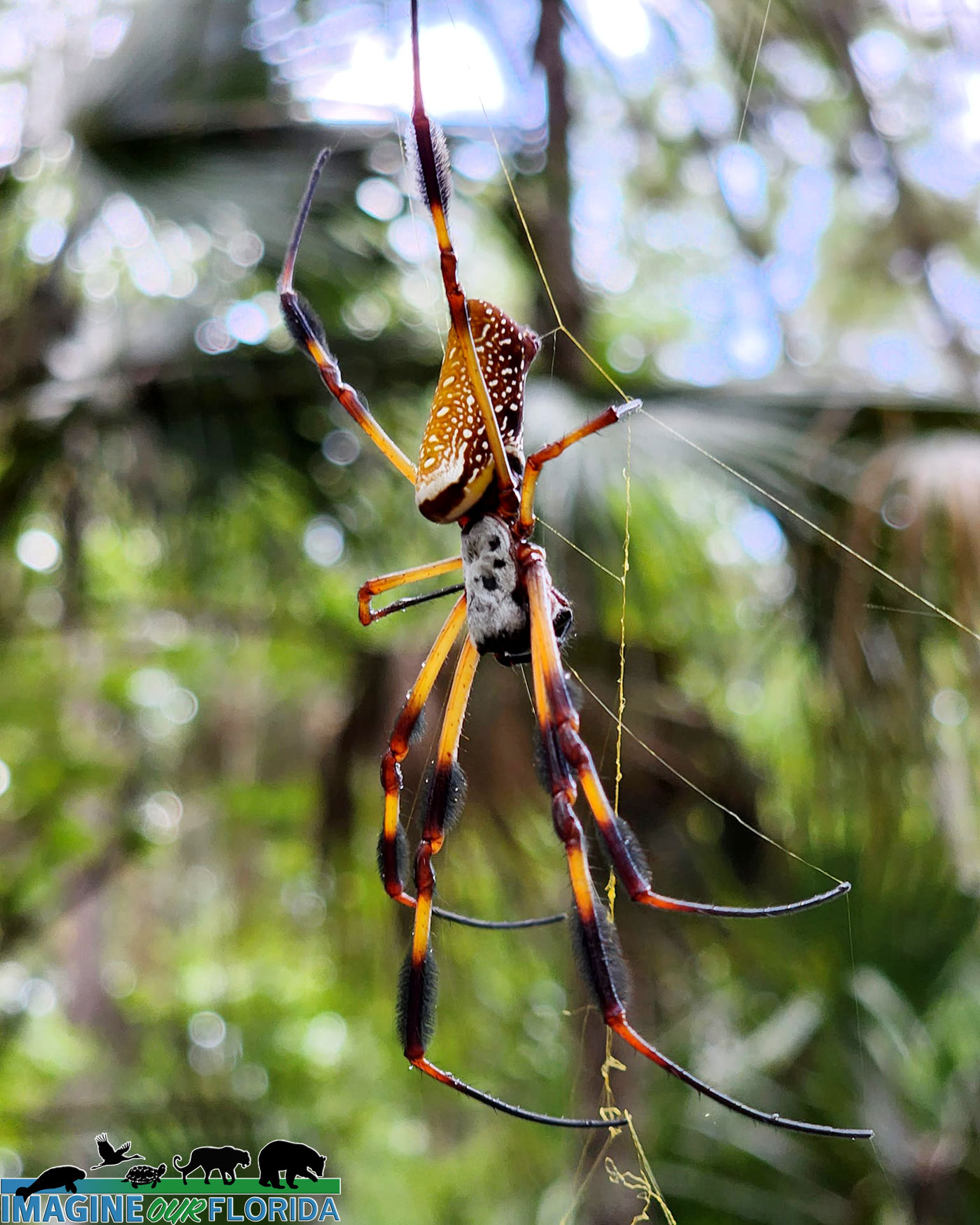 spider  Imagine Our Florida, Inc