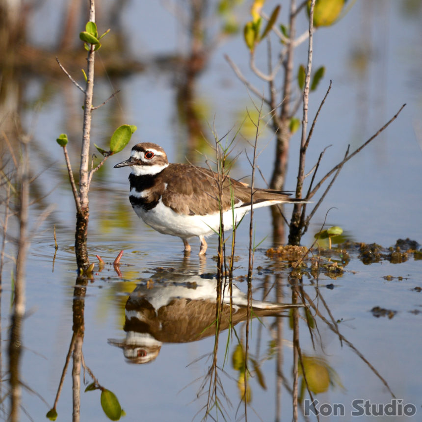 Killdeer