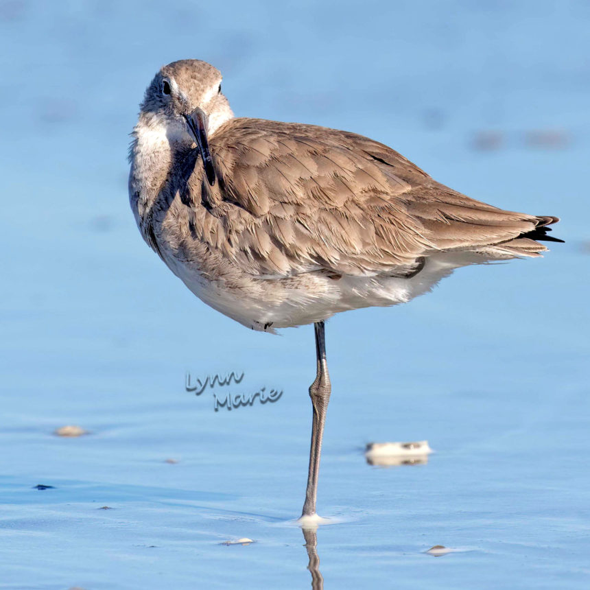 Willet