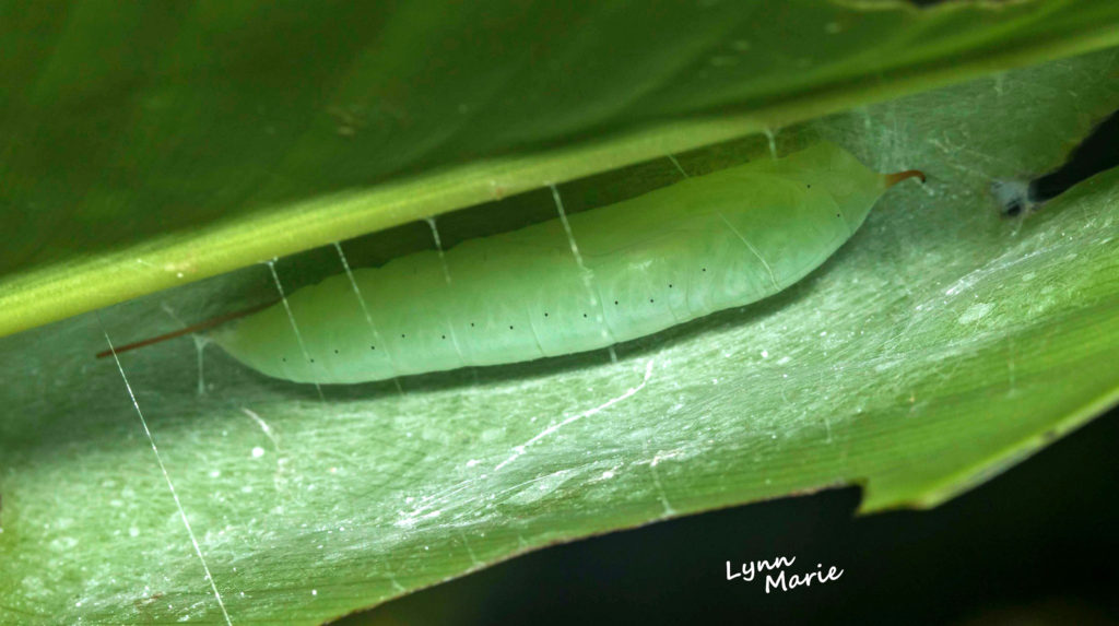 Brazilian Skipper/Caterpillar