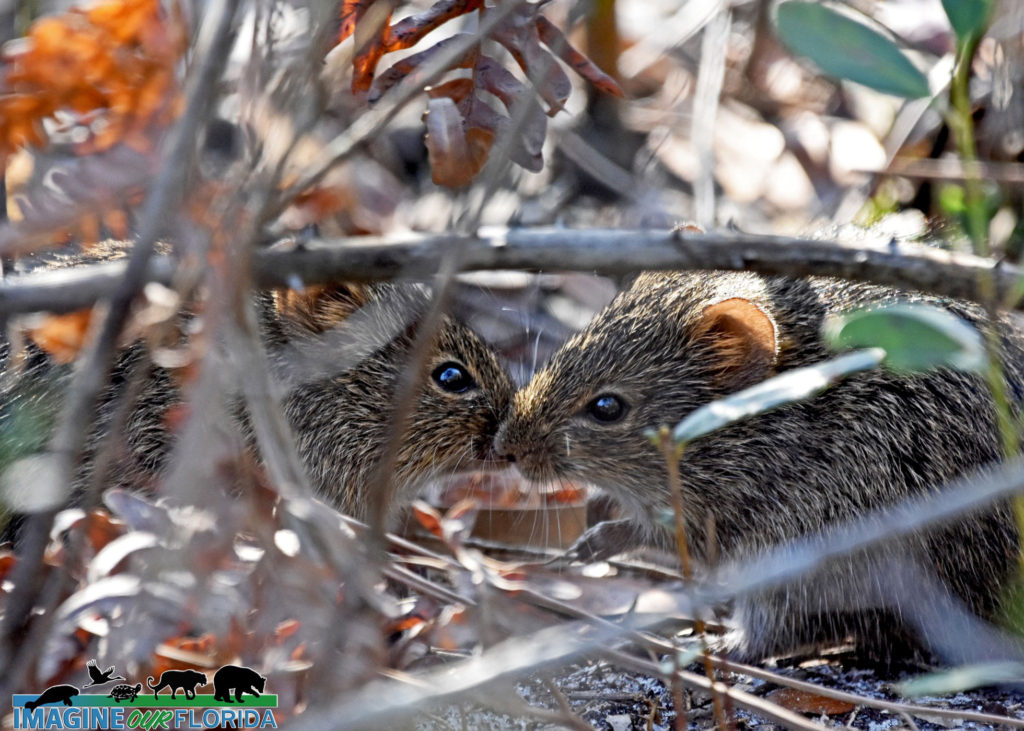 Hispid Cotton Rat