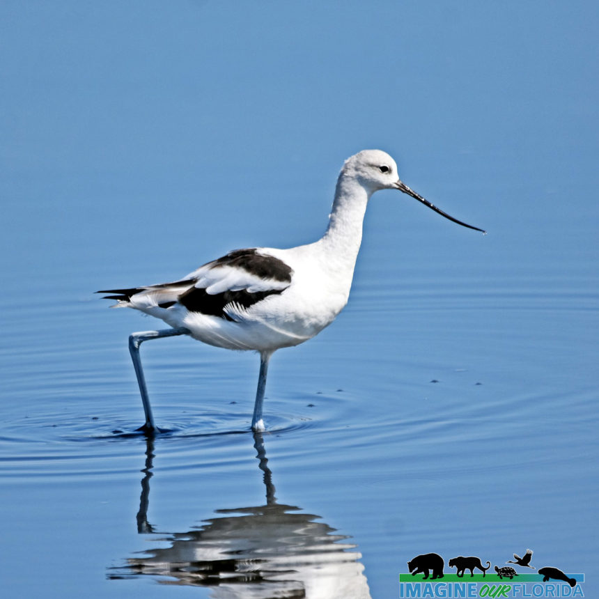 American Avocet