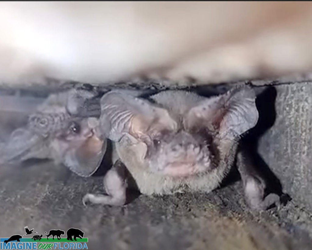 Brazilian Free-tailed Bat