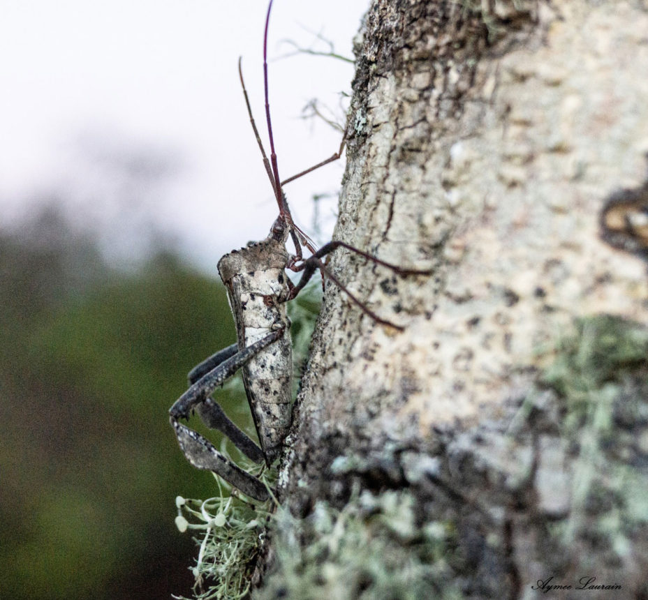 Giant Leaf-footed Bug