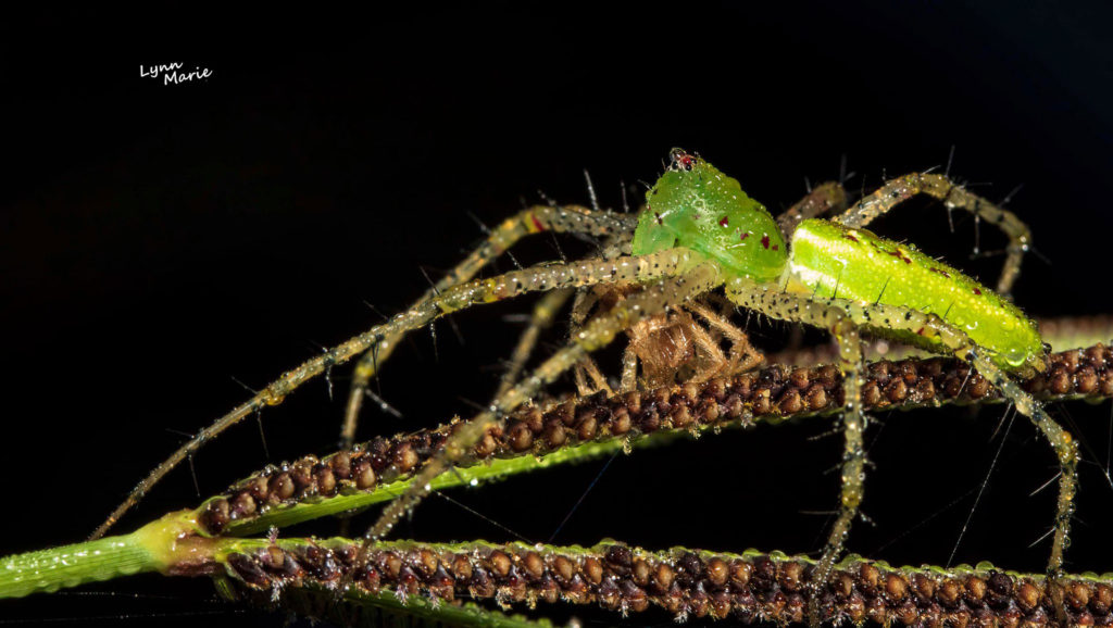 Green Lynx Spider