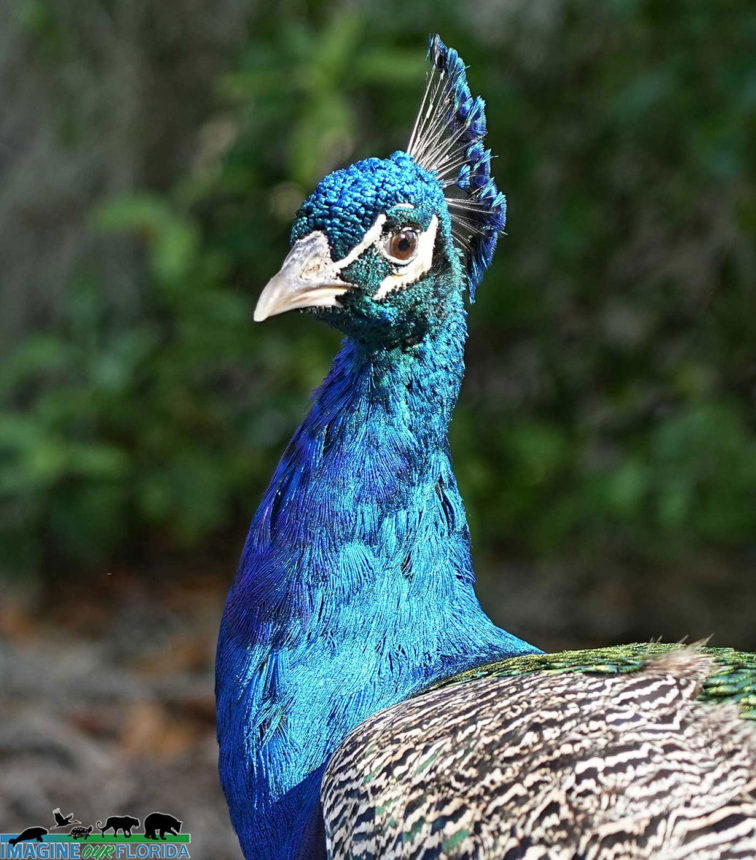 Turkey Craft type Feathers 4 Primary Wing Peacock Natural Shed