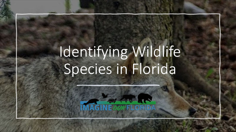3rd Grade on Identifying Wildlife Species in Florida
