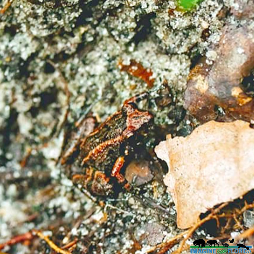 Greenhouse Frog