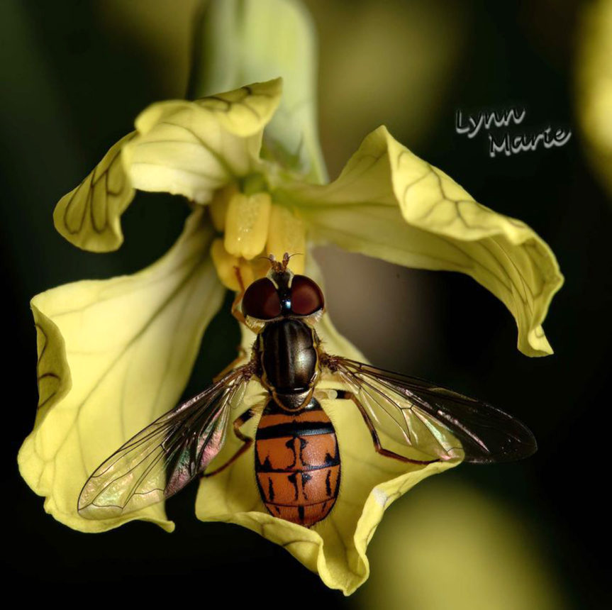 Hover Fly