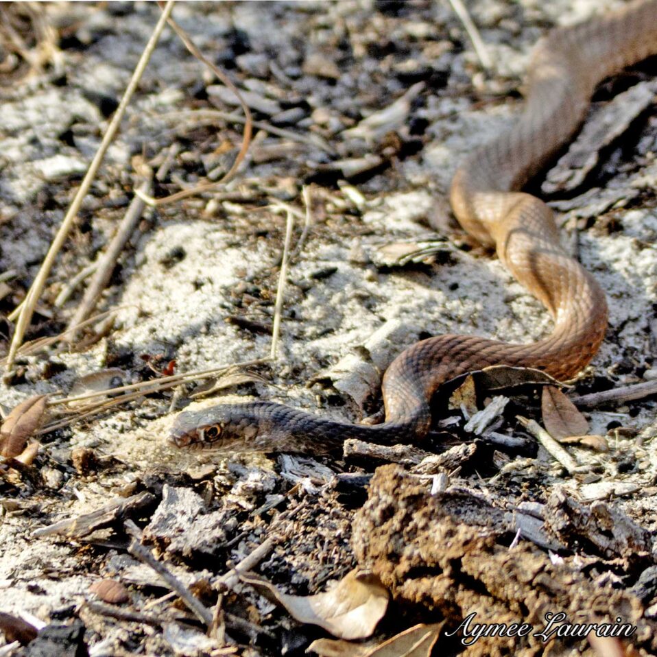 WATCH: Have You Ever Seen a Hognose Play Dead? - Texas Fish & Game Magazine